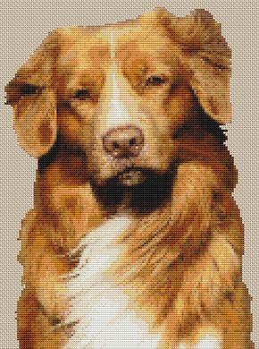 (image for) Shylo - Nova Scotia Duck Tolling Retriever